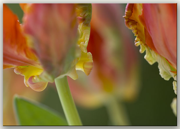 Ilse R�ttgers zeigt: Monatsbilder f�r 2007