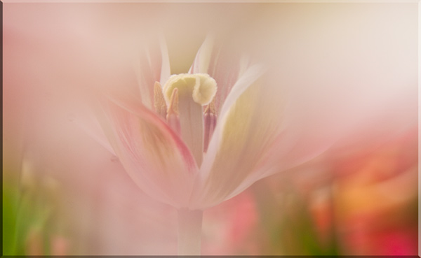 Ilse R�ttgers zeigt: Monatsbilder f�r 2009