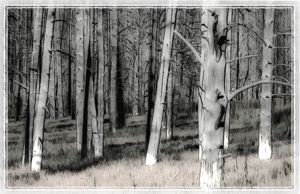 Ilse R�ttgers zeigt: Monatsbilder f�r 2011