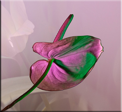 Ilse R�ttgers zeigt: Monatsbilder f�r 2011