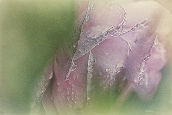 Ilse R�ttgers zeigt: Monatsbilder f�r 2011