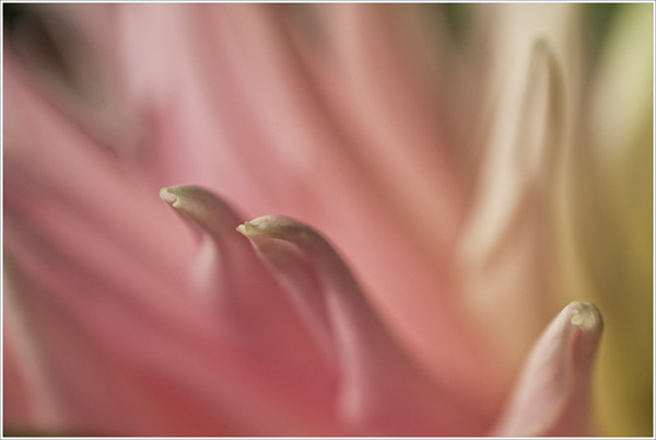 Ilse R�ttgers zeigt: Monatsbilder f�r 2011