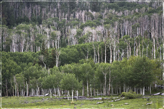 Ilse R�ttgers zeigt: Monatsbilder f�r 2011