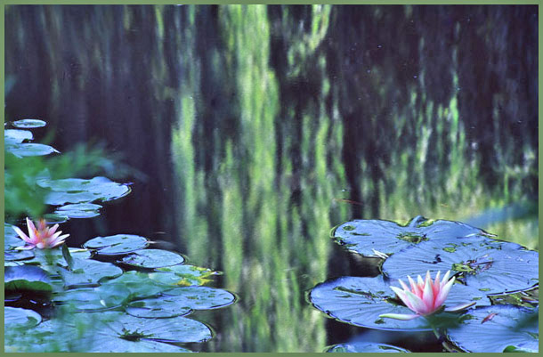 Ilse R�ttgers zeigt: Seerosen