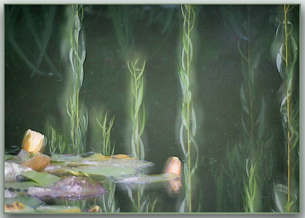 Ilse R�ttgers zeigt: Seerosen