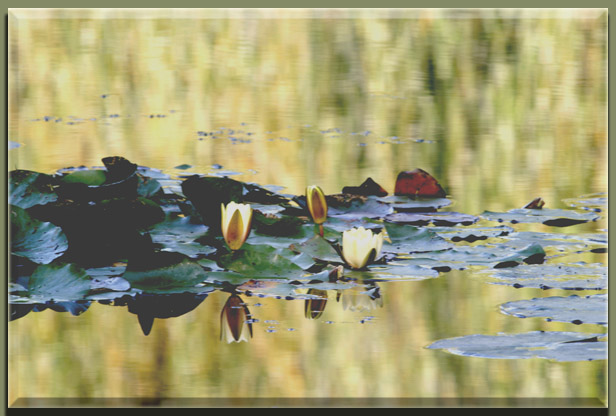 Ilse R�ttgers zeigt: Seerosen