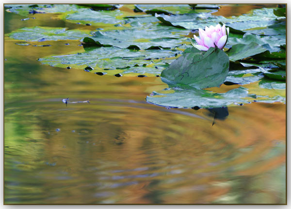 Ilse R�ttgers zeigt: Seerosen