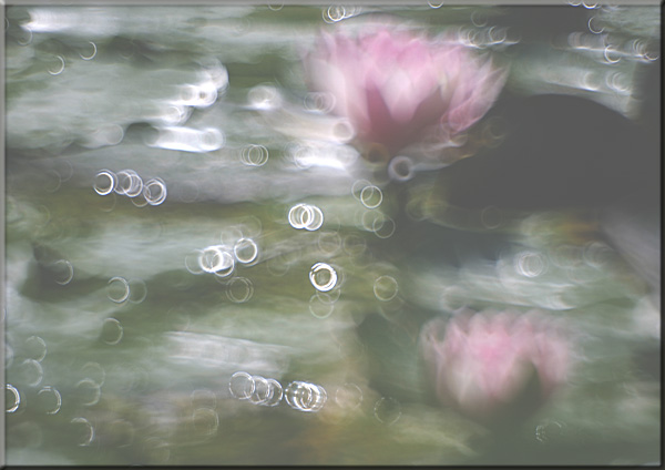 Ilse R�ttgers zeigt: Seerosen