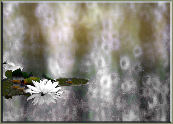 Ilse R�ttgers zeigt: Seerosen