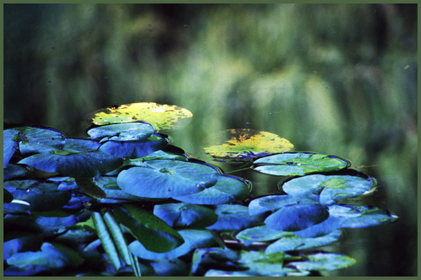 Ilse R�ttgers zeigt: Seerosen