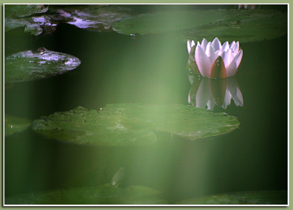 Ilse R�ttgers zeigt: Seerosen