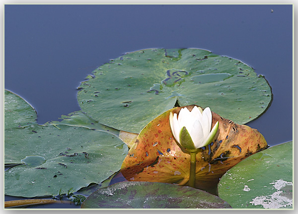 Ilse R�ttgers zeigt: Seerosen