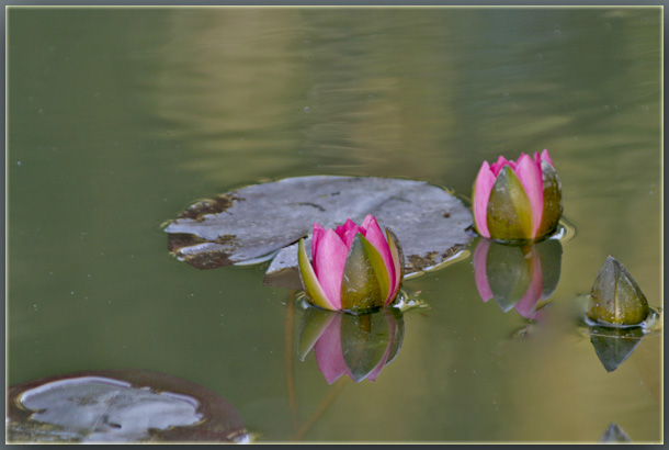 Ilse R�ttgers zeigt: Seerosen