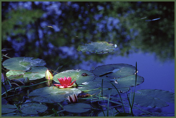 Ilse R�ttgers zeigt: Seerosen