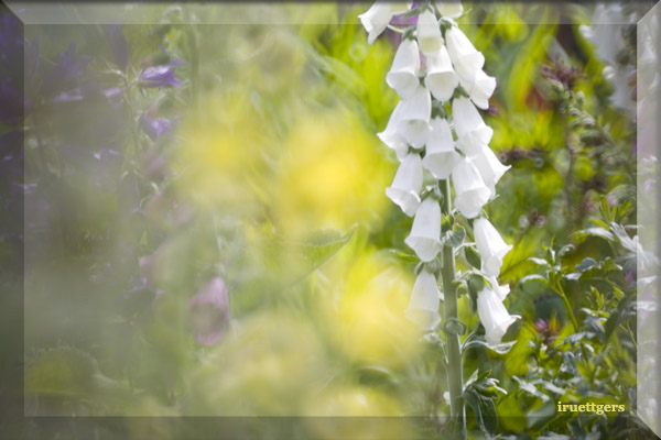 Ilse R�ttgers zeigt: Emil Nolde