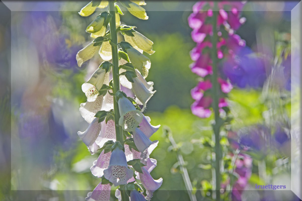 Ilse R�ttgers zeigt: Emil Nolde