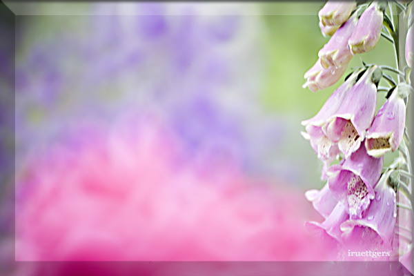 Ilse R�ttgers zeigt: Emil Nolde