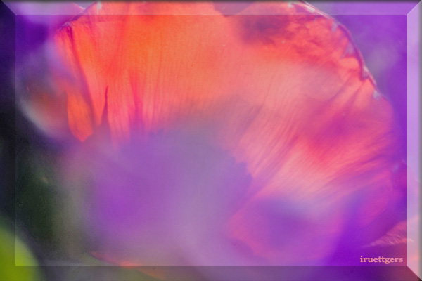 Ilse R�ttgers zeigt: Emil Nolde