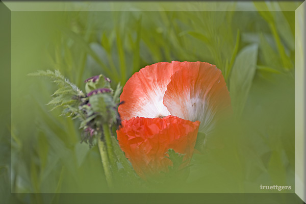 Ilse R�ttgers zeigt: Emil Nolde