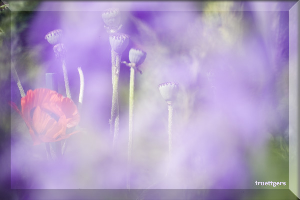 Ilse R�ttgers zeigt: Emil Nolde