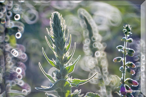 Ilse R�ttgers zeigt: Emil Nolde