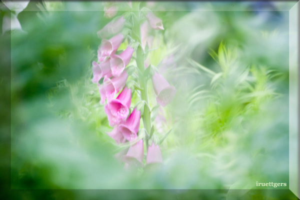 Ilse R�ttgers zeigt: Emil Nolde