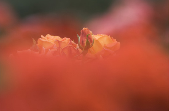 Ilse R�ttgers zeigt: Rosarium Sangerhausen