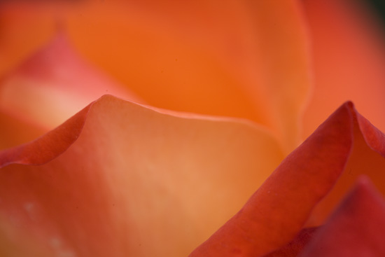 Ilse R�ttgers zeigt: Rosarium Sangerhausen