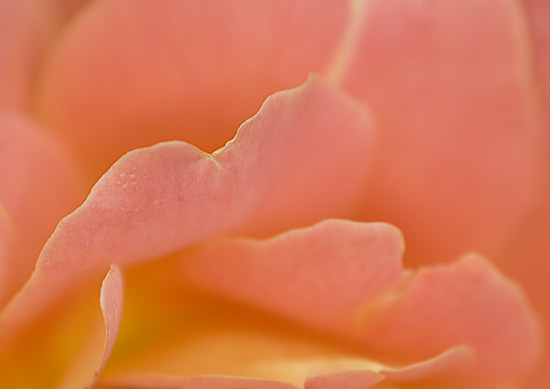 Ilse R�ttgers zeigt: Rosarium Sangerhausen