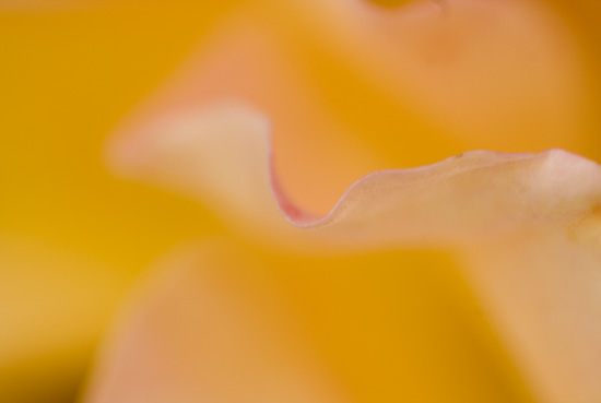 Ilse R�ttgers zeigt: Rosarium Sangerhausen