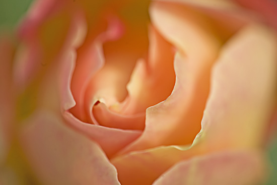 Ilse R�ttgers zeigt: Rosarium Sangerhausen