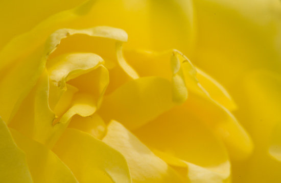 Ilse R�ttgers zeigt: Rosarium Sangerhausen