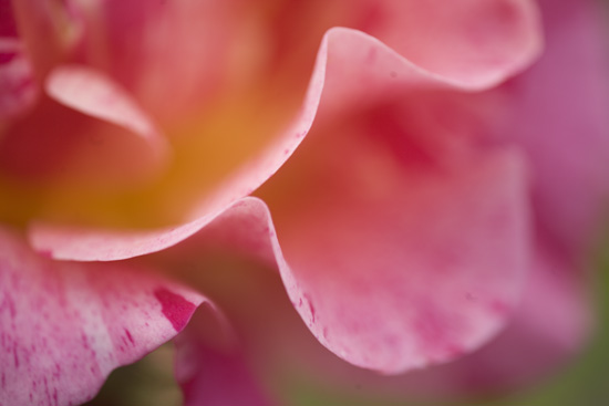 Ilse R�ttgers zeigt: Rosarium Sangerhausen