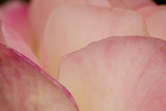 Ilse R�ttgers zeigt: Rosarium Sangerhausen