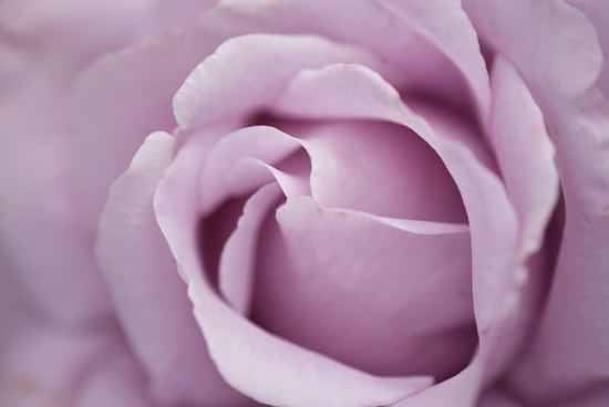 Ilse R�ttgers zeigt: Rosarium Sangerhausen