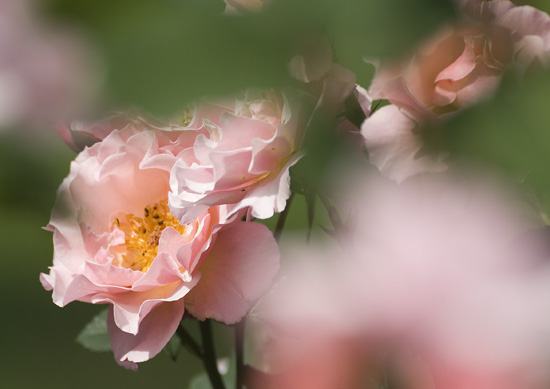 Ilse R�ttgers zeigt: Rosarium Sangerhausen