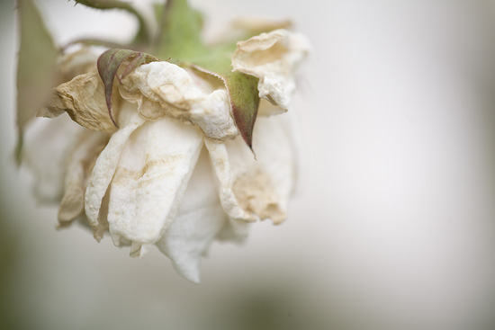 Ilse R�ttgers zeigt: Rosarium Sangerhausen