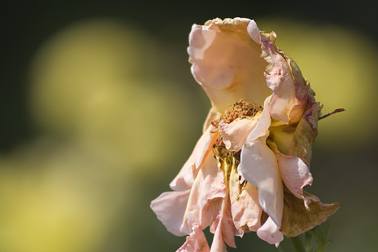 Ilse R�ttgers zeigt: Rosarium Sangerhausen