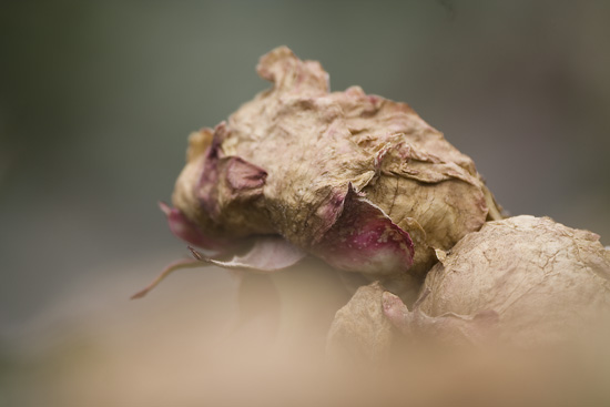 Ilse R�ttgers zeigt: Rosarium Sangerhausen