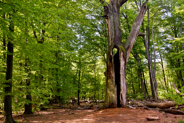 Ilse R�ttgers zeigt: im urwald