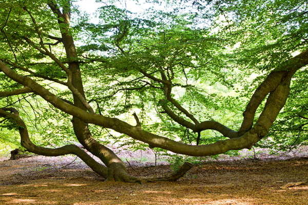 Ilse R�ttgers zeigt: im urwald