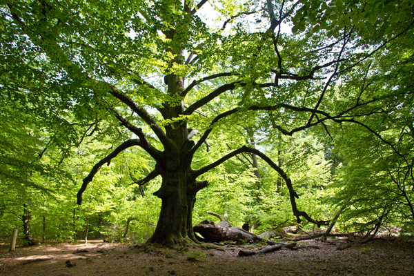 Ilse R�ttgers zeigt: im urwald