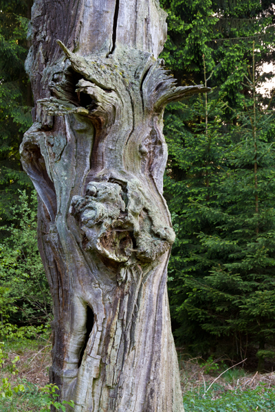 Ilse R�ttgers zeigt: im urwald