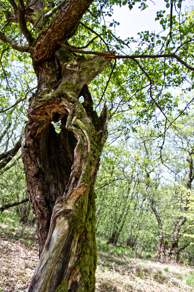 Ilse R�ttgers zeigt: im urwald