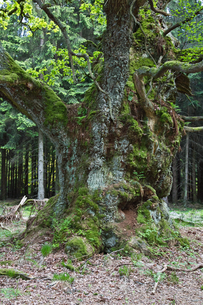 Ilse R�ttgers zeigt: im urwald