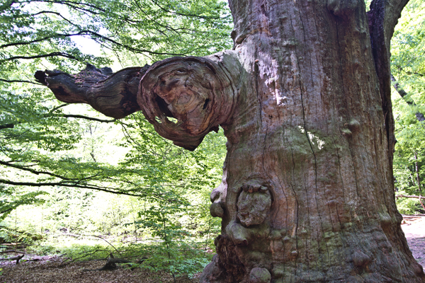 Ilse R�ttgers zeigt: im urwald