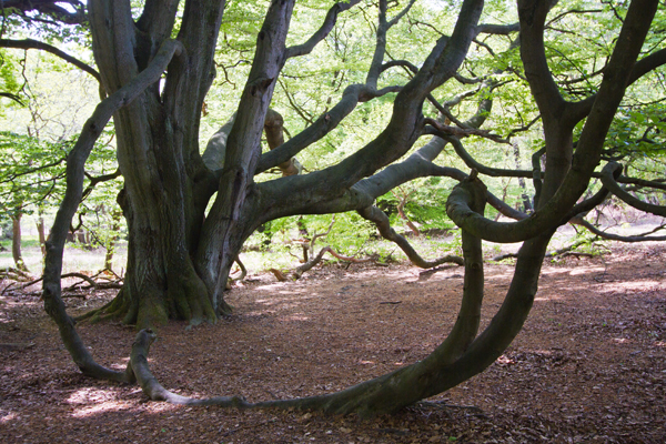 Ilse R�ttgers zeigt: im urwald