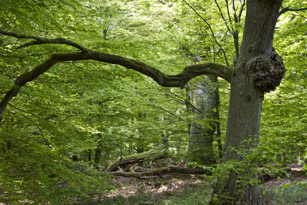 Ilse R�ttgers zeigt: im urwald