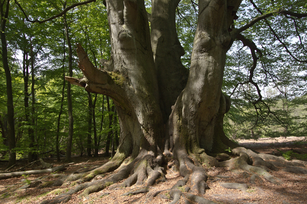 Ilse R�ttgers zeigt: im urwald