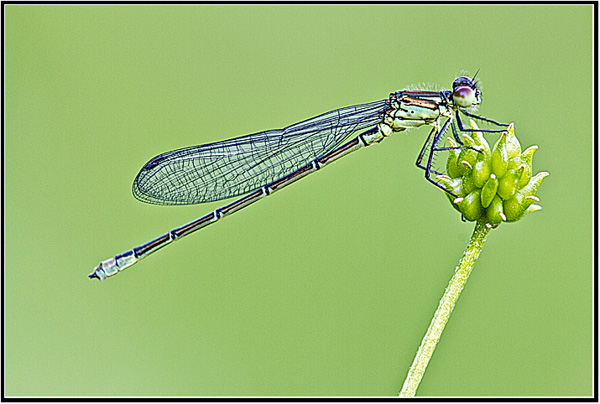 Ilse R�ttgers zeigt: Monatsbilder f�r 2011